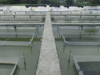 每公斤成本几毛钱效果肯定,自制EM菌在水产养殖中的具体用法和注意事项