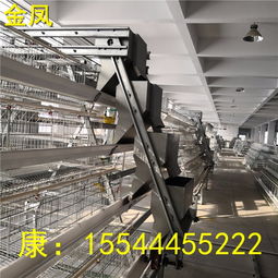 【温州5万只金凤h型蛋鸡养殖设备优质供应商】- 