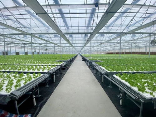 这个 植物工厂 ,首批蔬菜丰收