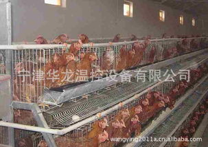 小型养蟹保温锅炉,育雏养殖设备,畜牧业养殖锅炉 价格 谷瀑环保