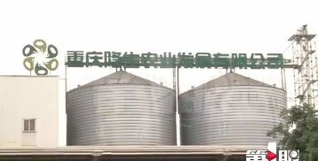 鱼价上涨时,饲料厂停产无法供货,难退养殖户背巨债无料喂鱼