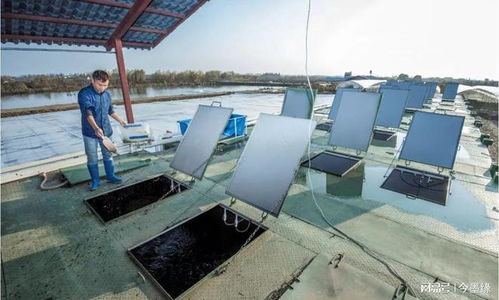 使用集装箱养鱼,特别之处在哪里