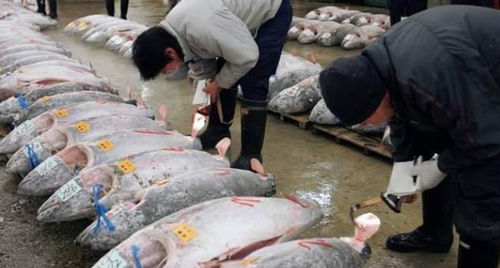 中国拒收日本水产,有了意外收获,美打造的日韩联盟,鸡飞蛋打了