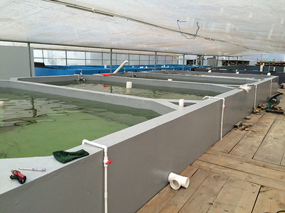 有哪些水产品种适合工厂化循环水养殖