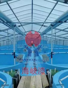 宝石鲈工厂化循环水养殖,养殖入门新手的选择之一