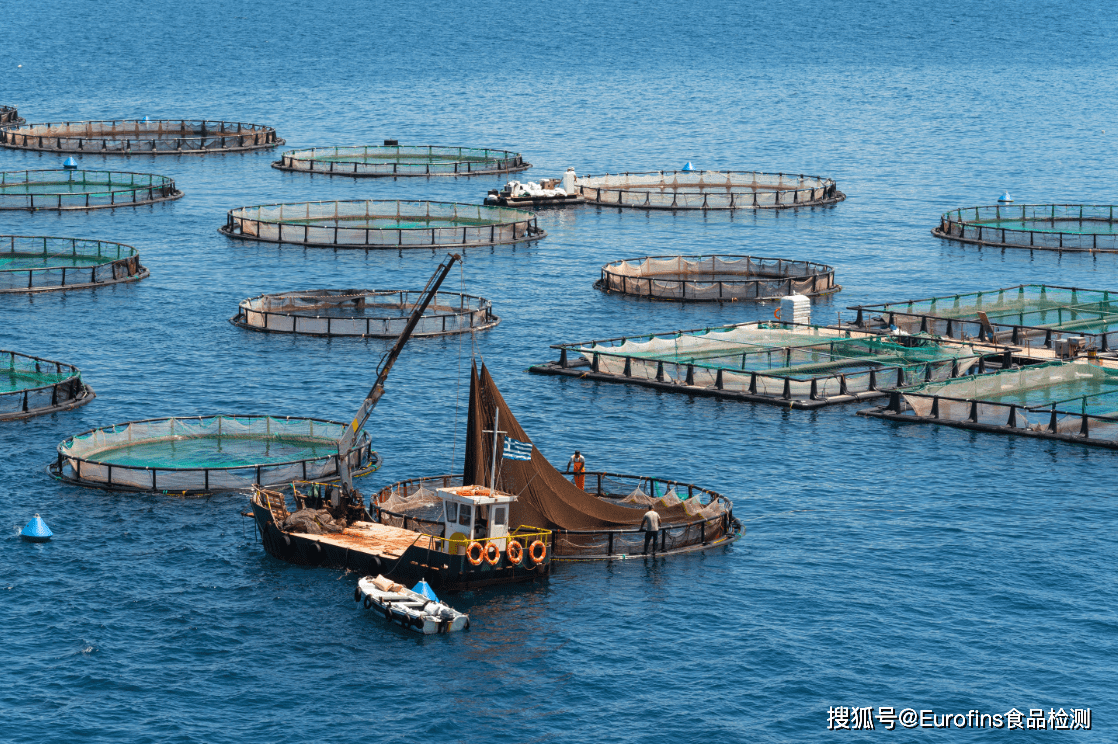降低进口依赖:阿联酋转向水产养殖以提升食品安全等级