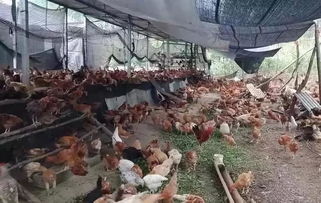 准备办养鸡厂,有多少成功率 回老家养鸡成功率大吗