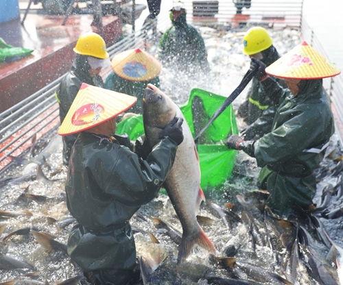 央媒 省媒集中聚焦赛城湖 水美鱼肥秋捕忙