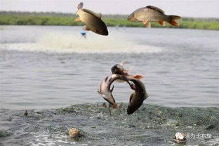 旗发改委召开农业灌溉供水价格听证会 旗纪委监委为基层松绑减负 交 期中考试答卷 全面排除风险隐患保障肉食品安全...