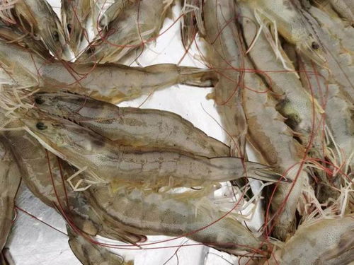 亩产比原来增长近20倍,为何这条虾令人喜忧参半