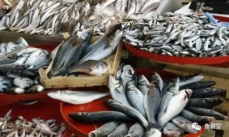 全面分析 好不容易养好了鱼,怎么才能卖出去