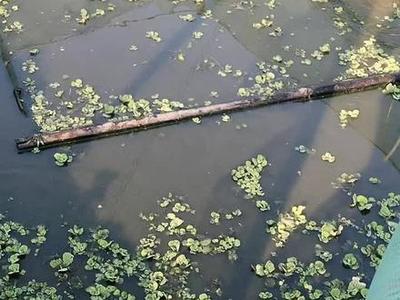 观赏鱼水产养殖