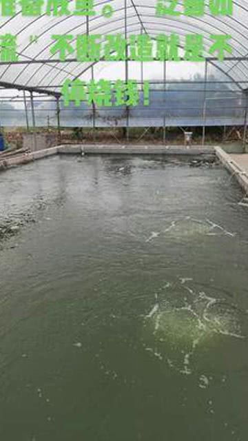 要养好一条锦鲤不容易啊 见到好的都想尝试一下 优质农产品