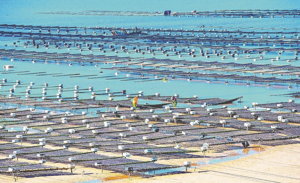 福建平潭养殖户采收紫菜场面壮观