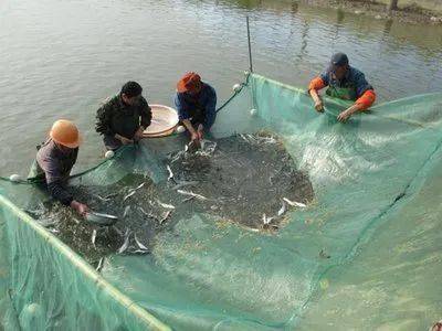 关于进口古巴养殖水产品检验检疫要求的公告解读