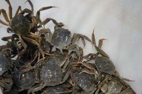 新鲜上市 哈密市水产养殖迎来 丰收季