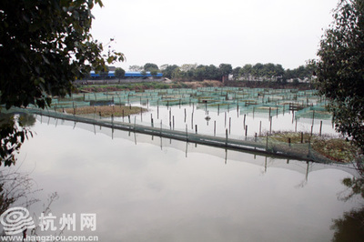 嘉兴零污染的循环养殖法很给力-杭网原创-杭州网
