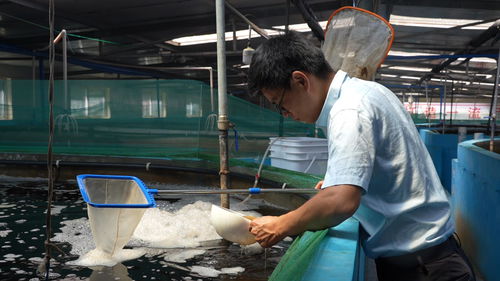 昭通威信 循环水养虾助力产业升级