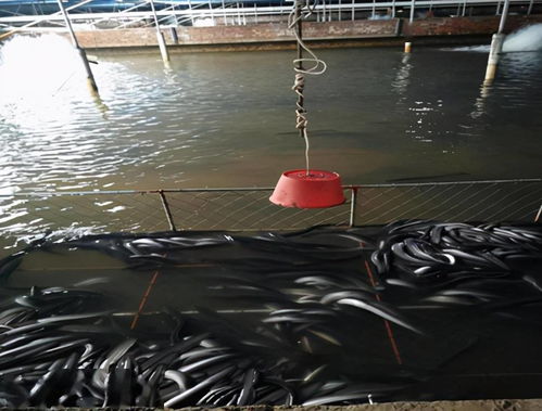 鳗鱼养到山沟里,既不破坏生态,还能扶贫