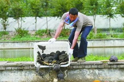 信阳小龙虾 甲鱼等水产品养殖过程中使用药物 官方辟谣了