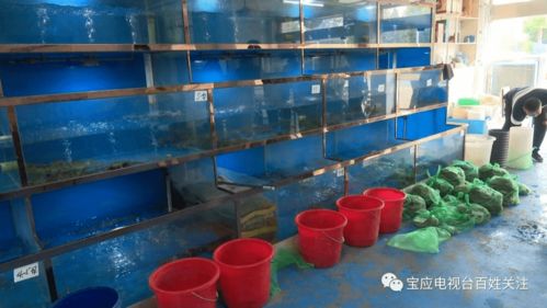 蟹 逅金秋,2.3万吨优质宝应湖大闸蟹将陆续上市