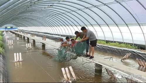 利用温泉水养南美白对虾获得成功,一年能养两三茬
