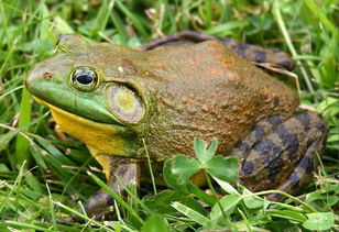 第一书记代言丨稻花香里说丰年,听取蛙声一片