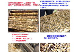 仅40元,抢购市场价100元江山js洋槐蜜458g 2瓶 洋槐蜜单糖含量高,易于被人体吸收 具有清淡幽香的槐花香味,甘甜鲜洁,去湿 利尿 凉血 降低血压等特点,可谓蜜中上品,采集于我国最好的洋槐蜜出产地陕北延安,适合办公室和家庭冲调饮品,让点滴蜂蜜成为您养