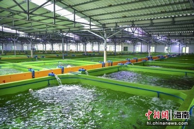 海外华文媒体海南行:万宁着力打造“中国东星斑之乡”