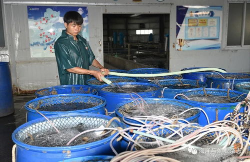 高品质 珍品鲩 如何生产 记者凌晨4点探访广东顺德这家养殖场