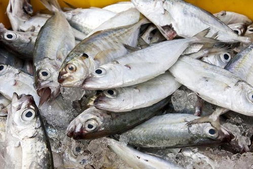 生猪价格又回落了,前景令人担忧,什么时间才能止跌回升呢