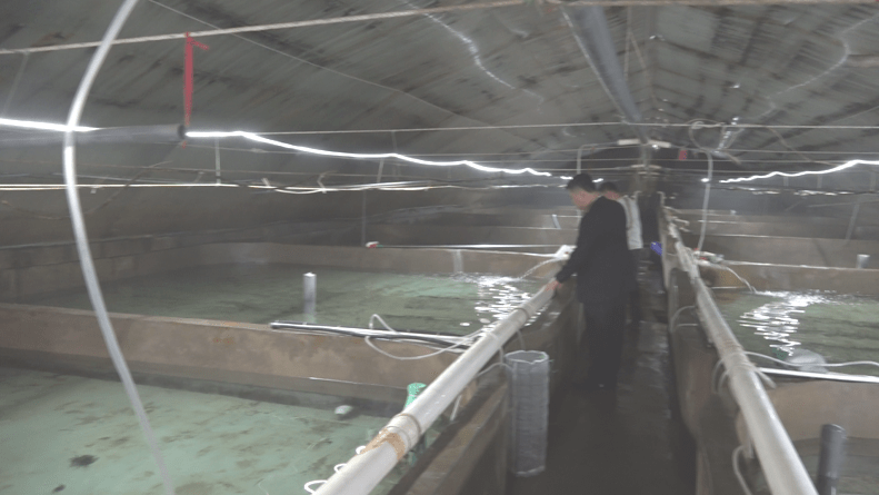 围观!海马现身莱州!