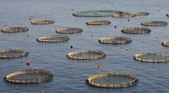 乡村如今做做什么生意好 农村养鸡 药材种植项目浅谈