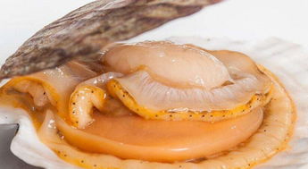 厦门人必须得学会的海鲜挑选方法,有了它选海鲜再也不为难