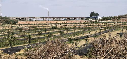 游子陈国华外出创业致富不忘本,建设生态农业园反哺家乡