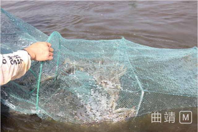 云南曲靖沾益 南美白对虾等特色水产养殖 鼓 起农民钱袋子