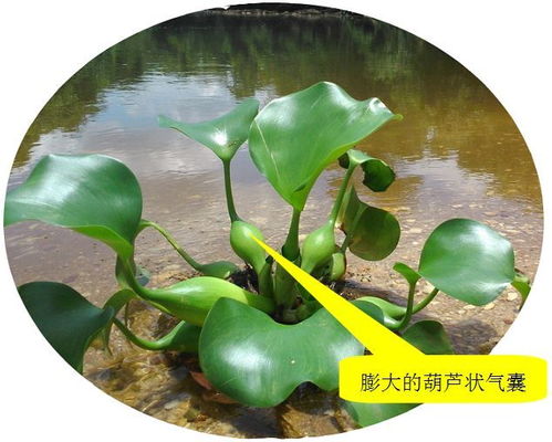 全省大范围调查 贵州境内这些外来物种很危险,危害性极大 第一个你就见过