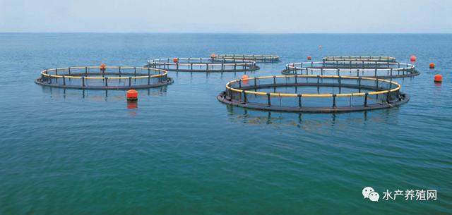 每年20.5公斤,全球人均鱼类消费量再创纪录!水产养殖业将继续扩张