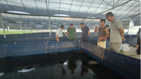 引发全行业围观 这里100 循环水养出的蛙究竟有何奥秘