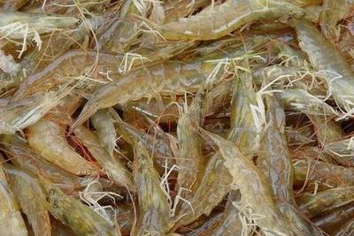 哪种虾不是养殖的