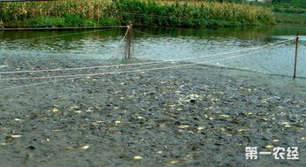 农业农村部发布水产养殖用药减量方案 提高水产品质量和安全性