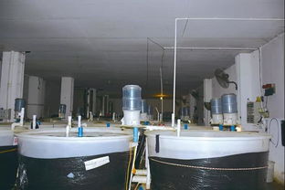 澳洲华侨结缘当地 国宝鱼 归乡开启养殖之旅