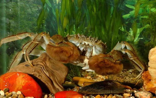 金华正宗大闸蟹促销客户为先