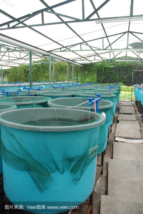 农业水产养殖场agriculture aquaculture farm photo