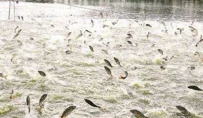 解读 | 水产养殖业如何实现绿色发展