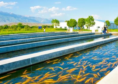 高白鲑、鲈鱼、南美白对虾…博州水产品年产总量近800吨