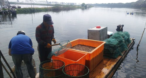 多品种生态混养成为牛田洋 科技兴渔 新模式