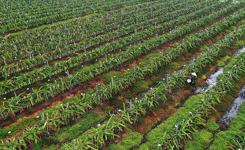 海南抗疫中加劲脱贫攻坚