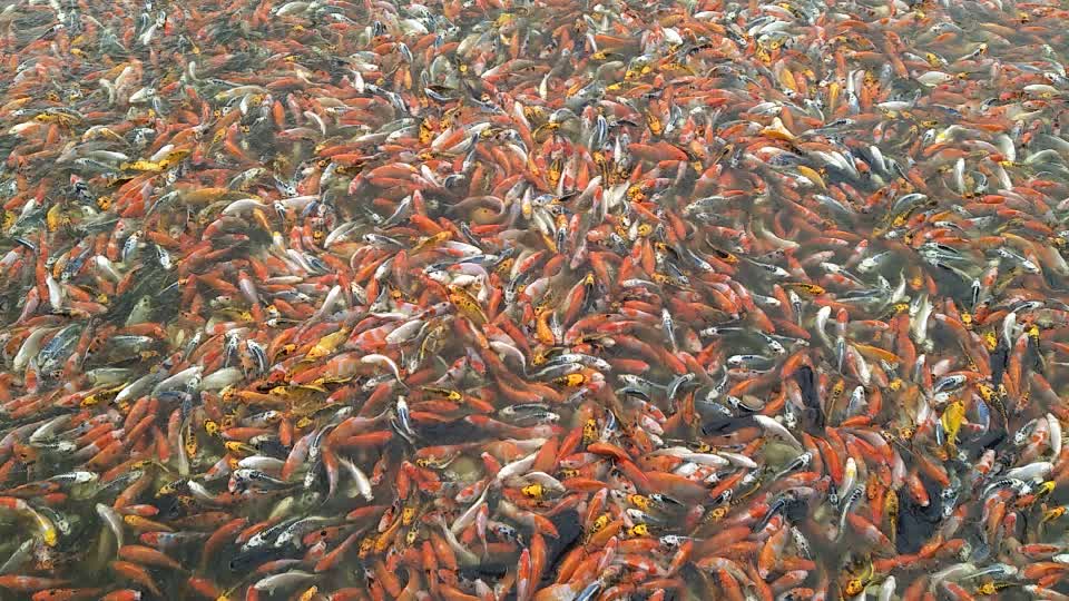 水产观赏鱼养殖我们是认真的