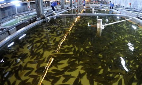 水产品养殖管理及市场调查